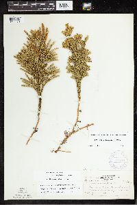 Dendrolycopodium hickeyi image