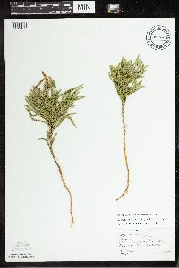 Dendrolycopodium hickeyi image