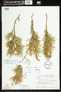 Dendrolycopodium hickeyi image