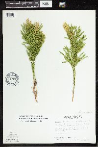 Dendrolycopodium hickeyi image