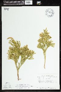 Dendrolycopodium hickeyi image