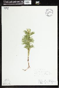 Dendrolycopodium hickeyi image