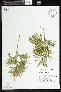 Dendrolycopodium hickeyi image