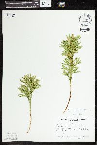 Dendrolycopodium hickeyi image