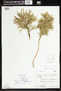 Dendrolycopodium hickeyi image