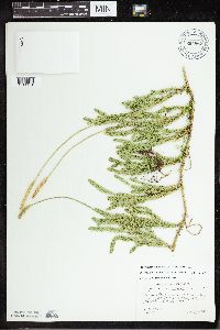 Thumbnail image of current specimen