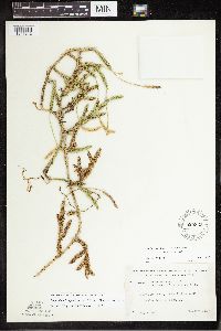 Thumbnail image of current specimen