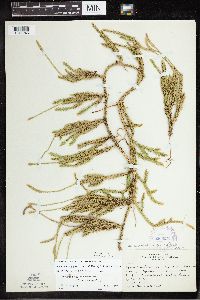 Thumbnail image of current specimen