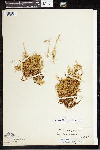 Thumbnail image of current specimen