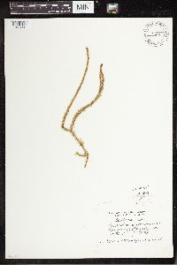 Lycopodiella alopecuroides image
