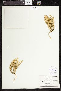 Thumbnail image of current specimen