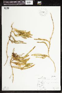 Spinulum annotinum subsp. annotinum image