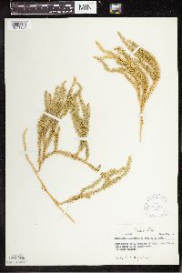 Spinulum annotinum subsp. annotinum image