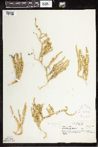 Spinulum annotinum subsp. annotinum image