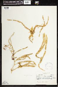 Spinulum annotinum subsp. annotinum image