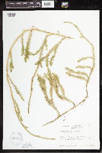 Spinulum annotinum subsp. annotinum image