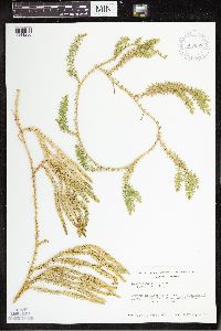 Spinulum annotinum subsp. annotinum image