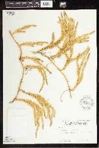 Spinulum annotinum subsp. annotinum image