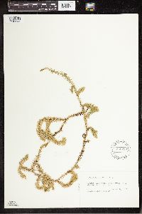 Spinulum annotinum subsp. annotinum image