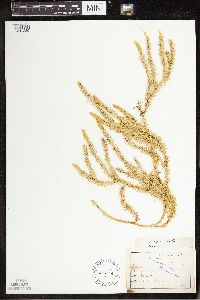 Spinulum annotinum subsp. annotinum image