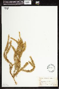 Spinulum annotinum subsp. annotinum image