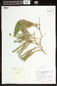 Spinulum annotinum subsp. annotinum image