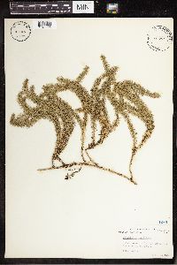 Spinulum annotinum subsp. annotinum image