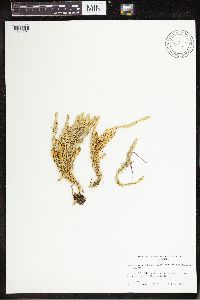 Spinulum annotinum subsp. annotinum image