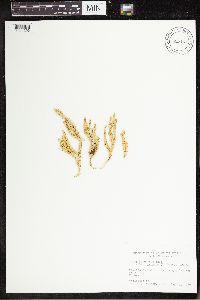 Spinulum annotinum subsp. annotinum image