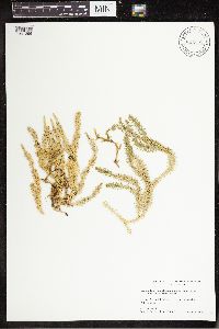 Spinulum annotinum subsp. annotinum image