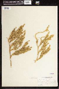 Spinulum annotinum subsp. annotinum image