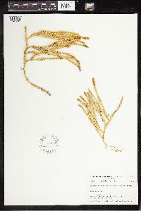 Spinulum annotinum subsp. annotinum image