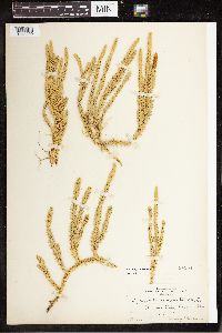 Spinulum annotinum subsp. annotinum image