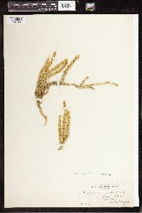 Spinulum annotinum subsp. annotinum image