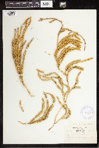 Spinulum annotinum subsp. annotinum image