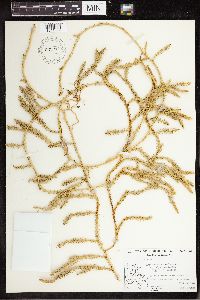 Spinulum annotinum subsp. annotinum image