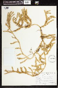 Spinulum annotinum subsp. annotinum image