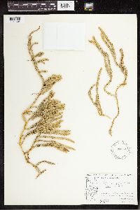 Spinulum annotinum subsp. annotinum image