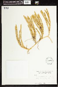 Spinulum annotinum subsp. annotinum image