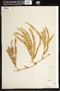 Spinulum annotinum subsp. annotinum image