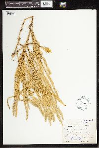 Spinulum annotinum subsp. annotinum image