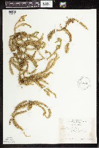 Spinulum annotinum subsp. annotinum image