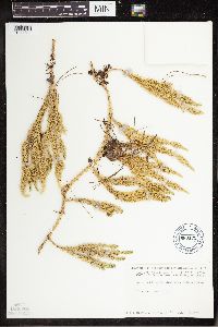 Spinulum annotinum subsp. annotinum image