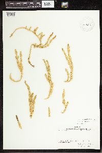 Spinulum annotinum subsp. annotinum image