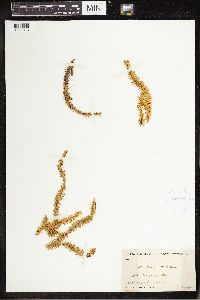 Spinulum annotinum subsp. annotinum image