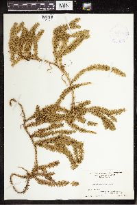 Spinulum annotinum subsp. annotinum image