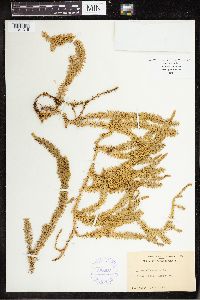 Spinulum annotinum subsp. annotinum image