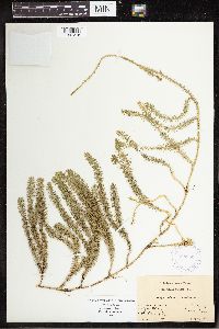 Spinulum annotinum subsp. annotinum image