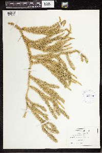 Spinulum annotinum subsp. annotinum image