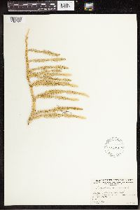 Spinulum annotinum subsp. annotinum image